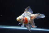 Ryukin Long Tail Calico 5.5 Inch (ID#1224Ry7b-5) Free2Day SHIPPING