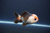 Short Body Thai Oranda  Tricolor 4 Inch (ID#1112To14b-66) Free2Day SHIPPING