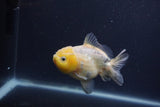 Yuan Bao Oranda  Granite 4 Inch (ID#0103Yb10b-77) Free2Day SHIPPING