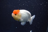 Juvenile Lionchu  Red White 4 Inch (ID#1022R11b-29) Free2Day SHIPPING