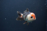 Short Body Thai Oranda  Tricolor 4 Inch (ID#1112To14b-66) Free2Day SHIPPING