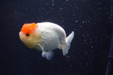 Juvenile Lionchu  Red White 4 Inch (ID#1022R11b-29) Free2Day SHIPPING