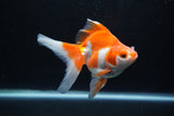 Ryukin Long Tail Red White 4.5 Inch (ID#1224Ry7b-6) Free2Day SHIPPING