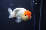 Juvenile Lionchu  Red White 4 Inch (ID#1022R11b-29) Free2Day SHIPPING