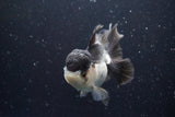 Thai Oranda  Panda 4.5 Inch (ID#920To1b-34) Free2Day SHIPPING Please see notes