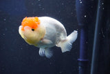 Juvenile Lionchu  Red White 4 Inch (ID#1022R11b-29) Free2Day SHIPPING