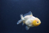 Yuan Bao Oranda  Granite 4 Inch (ID#0103Yb10b-77) Free2Day SHIPPING