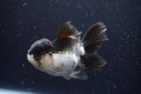 Thai Oranda  Panda 4.5 Inch (ID#920To1b-34) Free2Day SHIPPING Please see notes