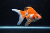 Ryukin Long Tail Red White 4.5 Inch (ID#1224Ry7b-6) Free2Day SHIPPING