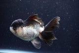 Thai Oranda  Panda 4.5 Inch (ID#920To1b-34) Free2Day SHIPPING Please see notes