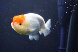 Juvenile Lionchu  Red White 4 Inch (ID#1022R11b-29) Free2Day SHIPPING