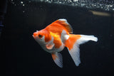 Ryukin Long Tail Red White 4.5 Inch (ID#1224Ry7b-6) Free2Day SHIPPING