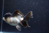 Thai Oranda  Panda 4.5 Inch (ID#920To1b-34) Free2Day SHIPPING Please see notes