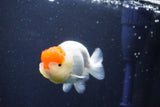 Juvenile Lionchu  Red White 4 Inch (ID#1022R11b-29) Free2Day SHIPPING