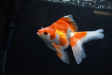 Ryukin Long Tail Red White 4.5 Inch (ID#1224Ry7b-6) Free2Day SHIPPING