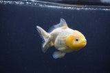 Yuan Bao Oranda  Granite 4 Inch (ID#0103Yb10b-77) Free2Day SHIPPING