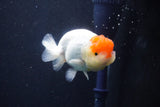 Juvenile Lionchu  Red White 4 Inch (ID#1022R11b-29) Free2Day SHIPPING