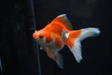 Ryukin Long Tail Red White 4.5 Inch (ID#1224Ry7b-6) Free2Day SHIPPING