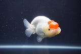 Tancho Lionchu  Red White 3.5 Inch (ID#1112R2c-73) Free2Day SHIPPING