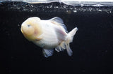 Yuan Bao Oranda  Calico 4 Inch (ID#311Yb10b-47) Free2Day SHIPPING