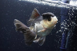 Thai Oranda  Panda 4.5 Inch (ID#920To1b-34) Free2Day SHIPPING Please see notes