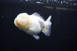 Yuan Bao Oranda  Calico 4 Inch (ID#311Yb10b-47) Free2Day SHIPPING