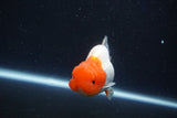 Juvenile Lionchu  Red White 3.5 Inch (ID#1022R11b-30) Free2Day SHIPPING