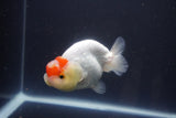 Tancho Lionchu  Red White 3.5 Inch (ID#1112R2c-73) Free2Day SHIPPING