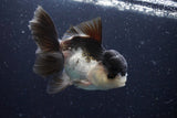 Thai Oranda  Panda 4.5 Inch (ID#920To1b-34) Free2Day SHIPPING Please see notes