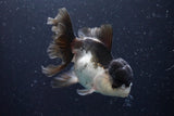 Thai Oranda  Panda 4.5 Inch (ID#920To1b-34) Free2Day SHIPPING Please see notes