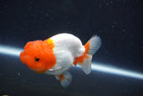 Juvenile Lionchu  Red White 3.5 Inch (ID#1022R11b-30) Free2Day SHIPPING