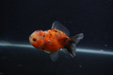 Yuan Bao Oranda  Calico 3.5 Inch (ID#0103Yb10b-78) Free2Day SHIPPING