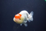 Tancho Lionchu  Red White 3.5 Inch (ID#1112R2c-73) Free2Day SHIPPING