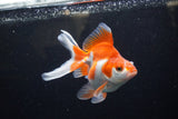 Ryukin Long Tail Red White 4.5 Inch (ID#1224Ry7b-6) Free2Day SHIPPING