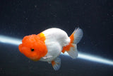 Juvenile Lionchu  Red White 3.5 Inch (ID#1022R11b-30) Free2Day SHIPPING