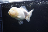 Yuan Bao Oranda  Calico 4 Inch (ID#311Yb10b-47) Free2Day SHIPPING