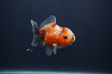 Yuan Bao Oranda  Calico 3.5 Inch (ID#0103Yb10b-78) Free2Day SHIPPING