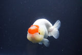 Tancho Lionchu  Red White 3.5 Inch (ID#1112R2c-73) Free2Day SHIPPING