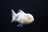 Yuan Bao Oranda  Calico 4 Inch (ID#311Yb10b-47) Free2Day SHIPPING