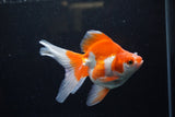 Ryukin Long Tail Red White 4.5 Inch (ID#1224Ry7b-6) Free2Day SHIPPING