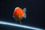 Juvenile Lionchu  Red White 3.5 Inch (ID#1022R11b-30) Free2Day SHIPPING