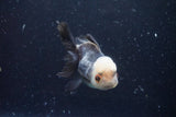 Thai Oranda  Panda 4 Inch (ID#920To1b-35) Free2Day SHIPPING Please see notes.