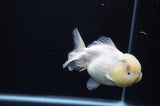 Yuan Bao Oranda  Calico 4 Inch (ID#311Yb10b-47) Free2Day SHIPPING