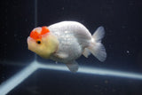 Tancho Lionchu  Red White 3.5 Inch (ID#1112R2c-73) Free2Day SHIPPING