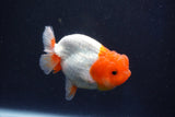 Juvenile Lionchu  Red White 3.5 Inch (ID#1022R11b-30) Free2Day SHIPPING