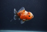 Yuan Bao Oranda  Calico 3.5 Inch (ID#0103Yb10b-78) Free2Day SHIPPING