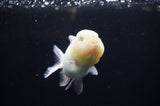 Yuan Bao Oranda  Calico 4 Inch (ID#311Yb10b-47) Free2Day SHIPPING
