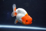 Juvenile Lionchu  Red White 3.5 Inch (ID#1022R11b-30) Free2Day SHIPPING