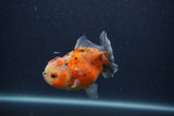 Yuan Bao Oranda  Calico 3.5 Inch (ID#0103Yb10b-78) Free2Day SHIPPING