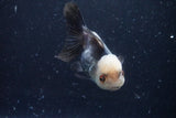 Thai Oranda  Panda 4 Inch (ID#920To1b-35) Free2Day SHIPPING Please see notes.